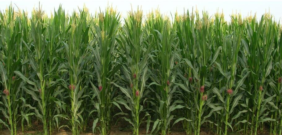 agriculture plastic net red plastica agricultura