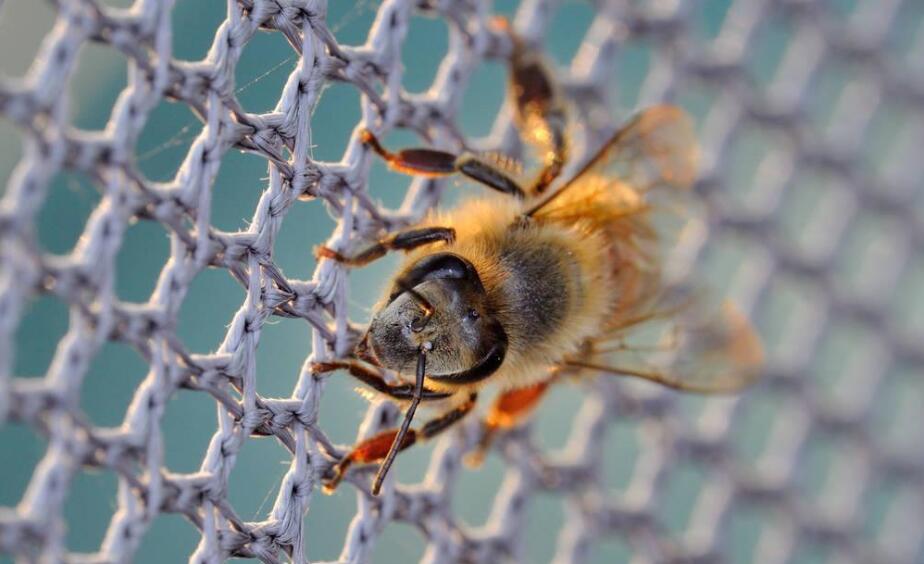 red de abejas de plastico