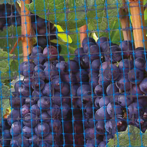 big-Bug-application-300x300 big-bug-aplicacion-300x300