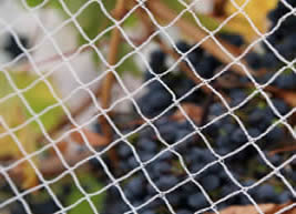 bird-net-grape pájaro-red-uva