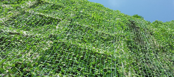 planting engineering with plant support netting ingeniería de plantación con redes de soporte de plantas
