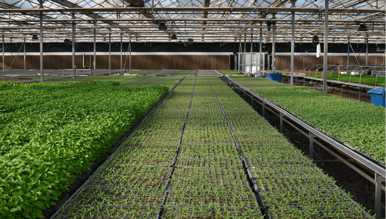 nursery plug trays bandejas de enchufe de guardería