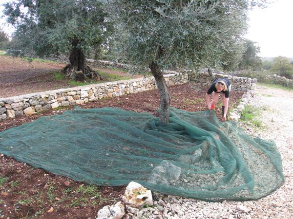 Una introducción simple del rendimiento de Olive Net