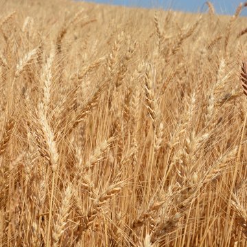 red anti p&aacute;jaros
