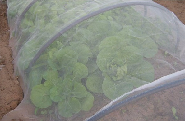 Las redes a prueba de insectos aislan las plagas de las verduras y las frutas