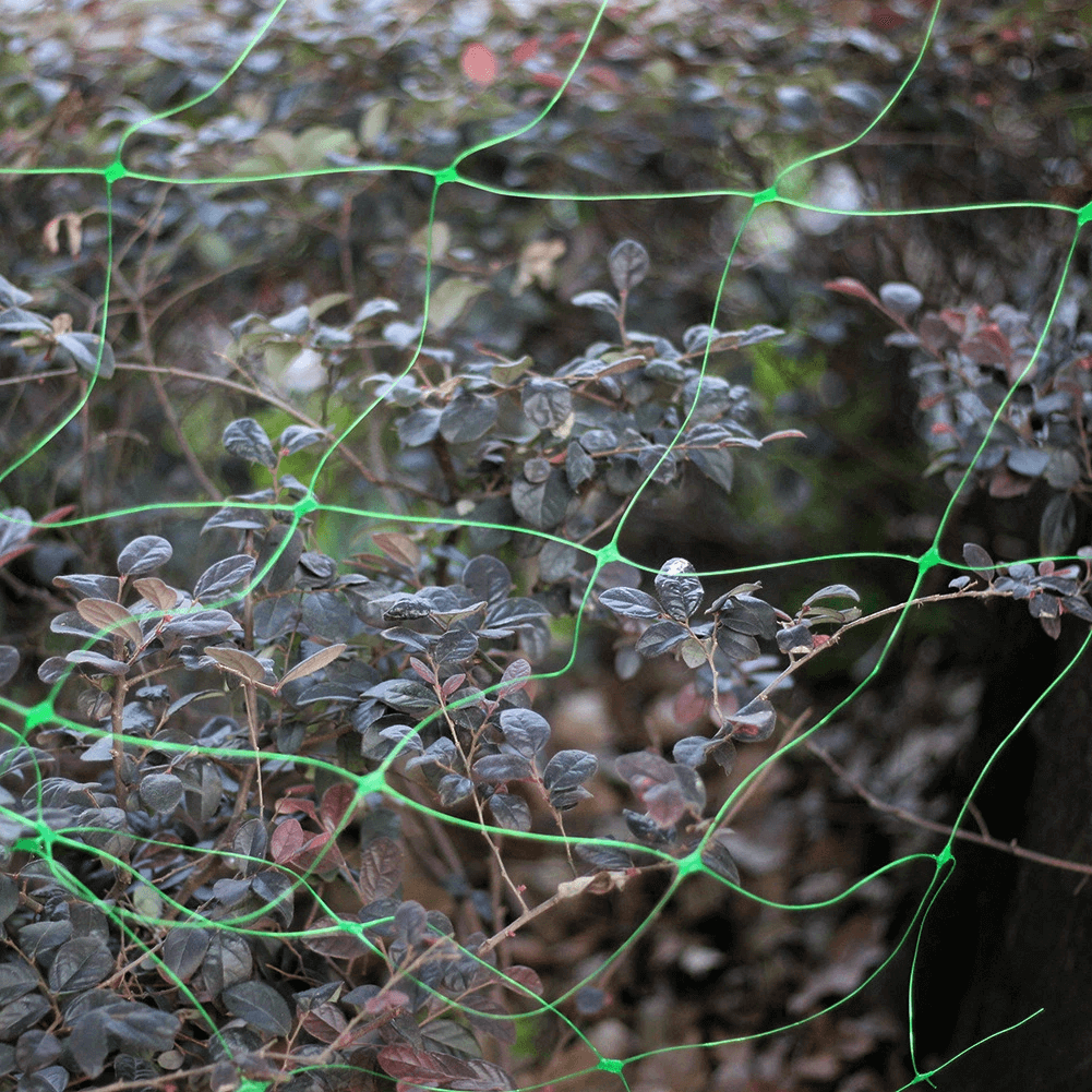 red de escalada de pepino de frijoles