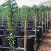 Contenedor de control de la raíz de la planta
