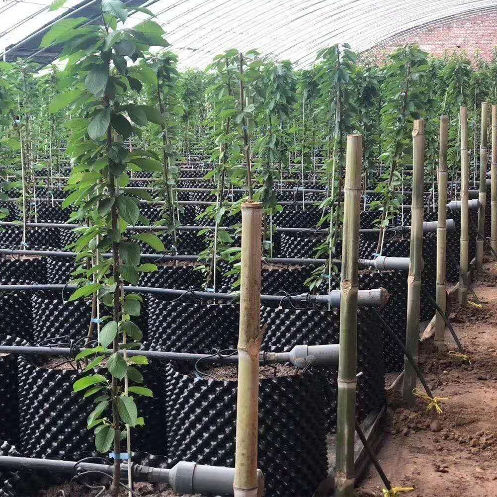 Contenedor de control de la raíz de la planta
