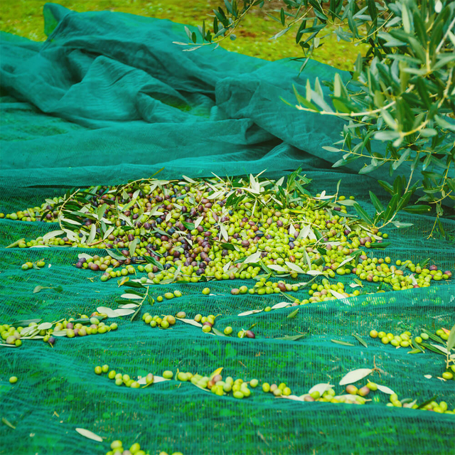 Red Olivar Premium para la recolección de aceitunas
