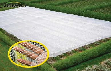 Cómo los viñedos usan redes antihail para salvar las cosechas