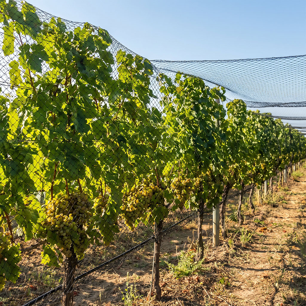 Red antiaves Raschel al por mayor