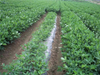 Película de mantillo de plástico negro plateado para estera de hierba agrícola