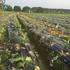 Película de mantillo de plástico negro plateado para estera de hierba agrícola
