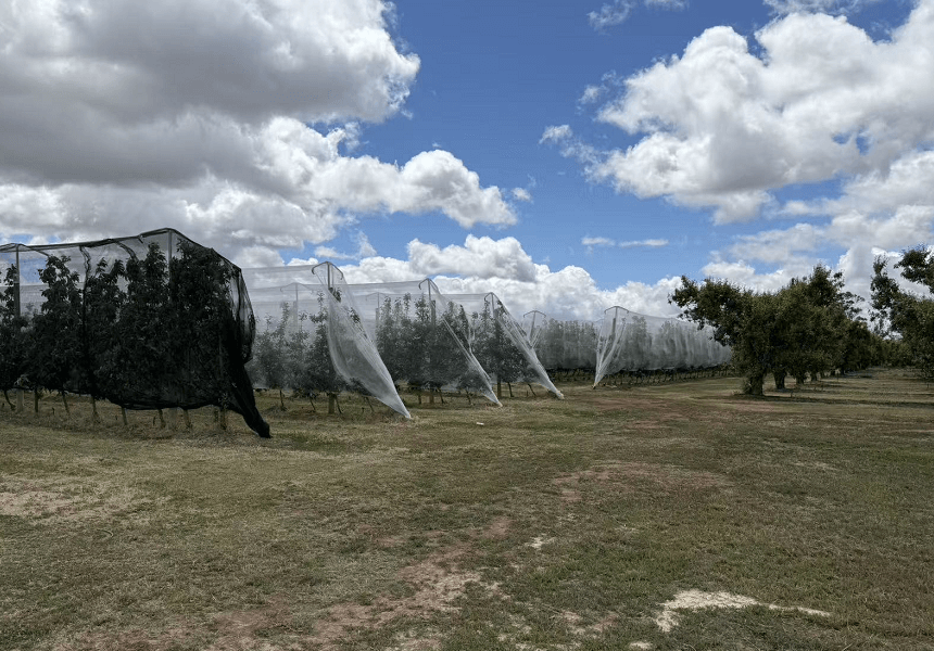 Vi&ntilde;edos con red de granizo