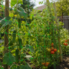 Red de soporte para plantas al por mayor y red de enrejado para cultivos