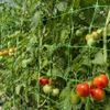 Red de soporte para plantas al por mayor y red de enrejado para cultivos