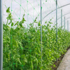 Red de soporte para plantas al por mayor y red de enrejado para cultivos